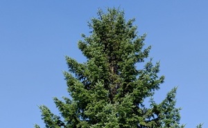 perex - dětmarovická jedle.JPG